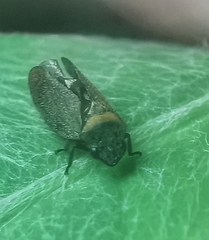 Eoscarta roseinervis