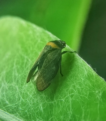Eoscarta roseinervis