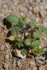 Phacelia inyoensis