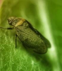 Eoscarta roseinervis