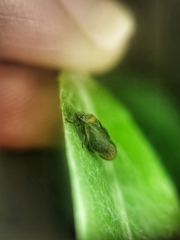 Eoscarta roseinervis