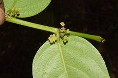 Glochidion zeylanicum