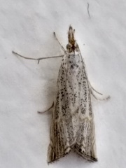 Haimbachia placidellus