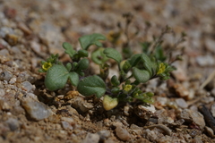 Phacelia inyoensis