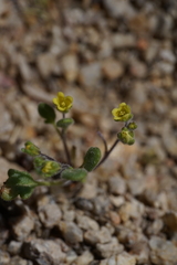 Phacelia inyoensis