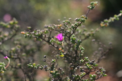 Drosanthemum fourcadei