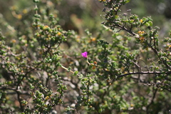 Drosanthemum fourcadei