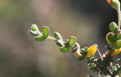 Drosanthemum fourcadei