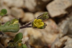 Phacelia inyoensis