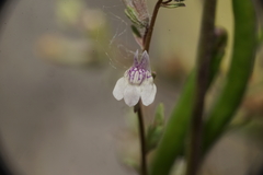 Sairocarpus kingii