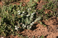 Euphorbia inermis