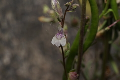 Sairocarpus kingii
