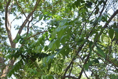 Glochidion zeylanicum