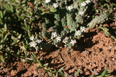 Euphorbia inermis