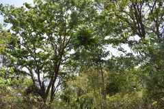 Glochidion zeylanicum