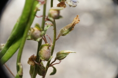 Sairocarpus kingii