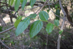 Glochidion zeylanicum