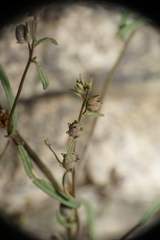 Sairocarpus kingii
