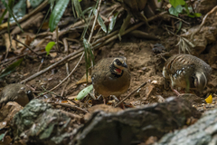 Arborophila brunneopectus brunneopectus