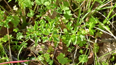 Sanicula graveolens
