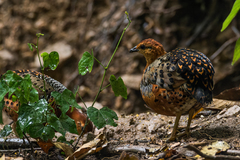 Caloperdix oculeus oculeus