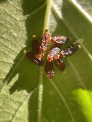 Eulophus