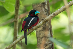 Cymbirhynchus macrorhynchos siamensis