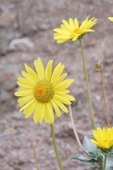 Enceliopsis covillei