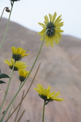 Enceliopsis covillei