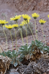 Enceliopsis covillei