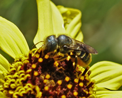 Osmia coloradensis