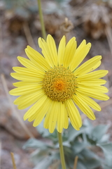 Enceliopsis covillei