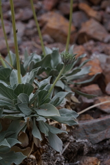 Enceliopsis covillei