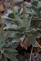 Enceliopsis covillei