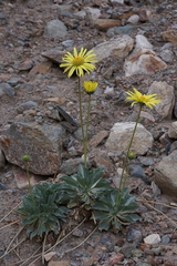 Enceliopsis covillei