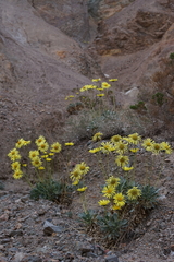 Enceliopsis covillei