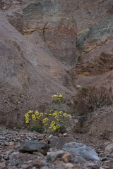 Enceliopsis covillei