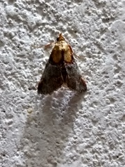 Cacozelia basiochrealis