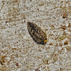 Acmaeodera labyrinthica