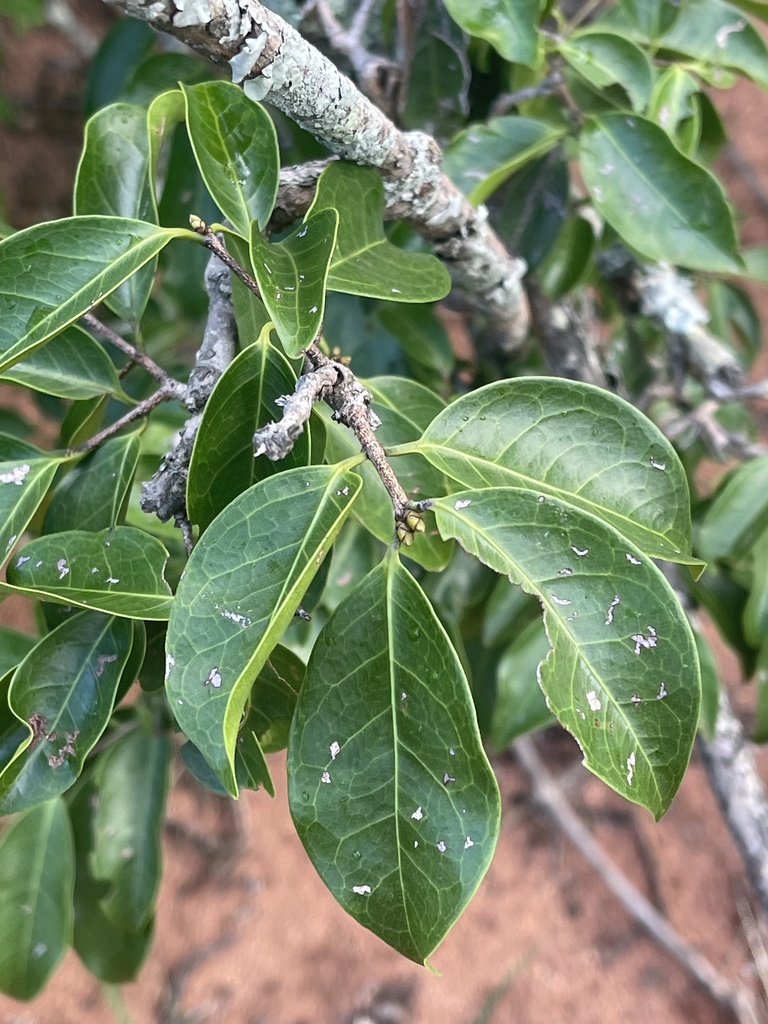 Smooth-Leaved Paddlepod