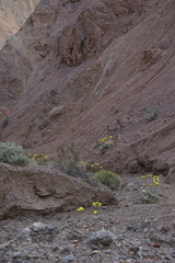 Enceliopsis covillei