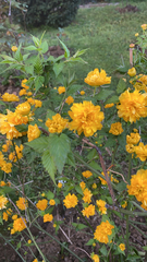 Kerria japonica