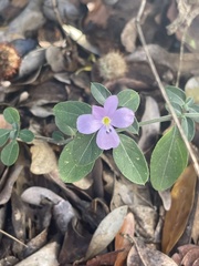 Barleria saxatilis