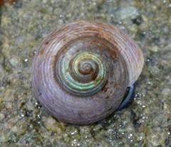 Calliostoma ligatum