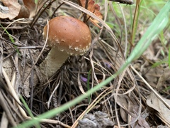 Pholiota rufodisca