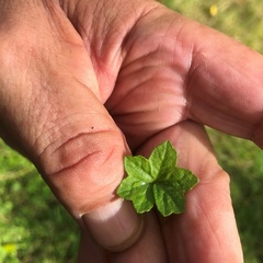 Hydrocotyle acutiloba