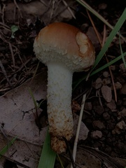 Pholiota rufodisca