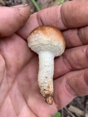 Pholiota rufodisca