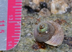 Calliostoma ligatum