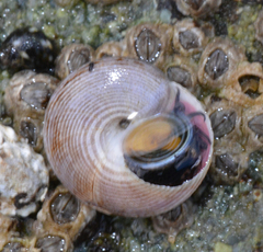 Calliostoma ligatum